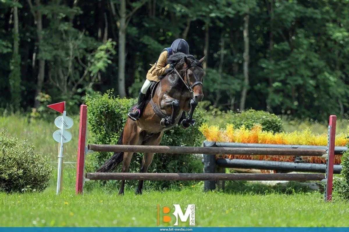 Exceptional small working Hunter Connemara - Image 3