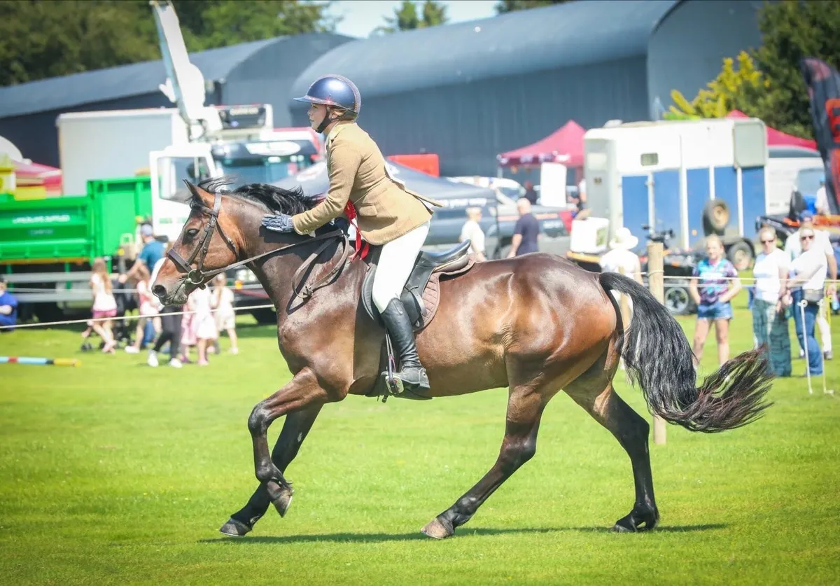 Exceptional small working Hunter Connemara - Image 4