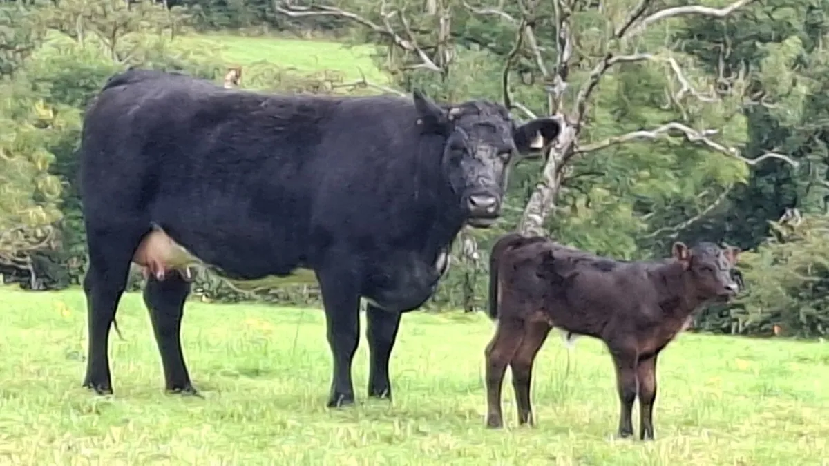 2 first calvers. - Image 1