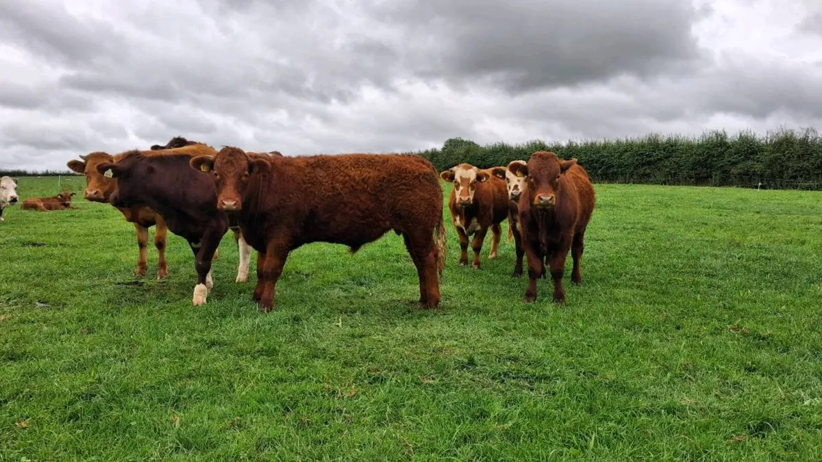 Organic Bullocks Elphin Mart - Image 1
