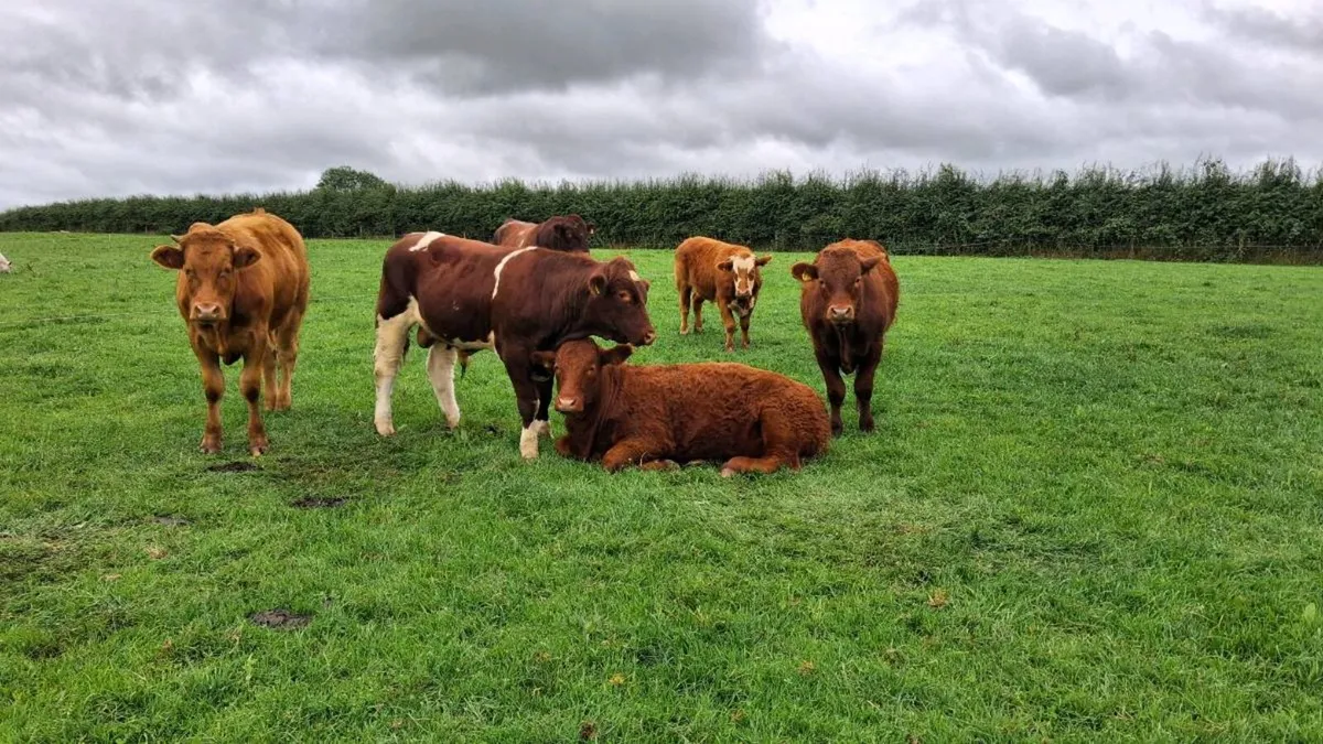 Organic Bullocks Elphin Mart - Image 2