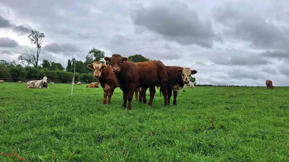 Organic Bullocks Elphin Mart - Image 3