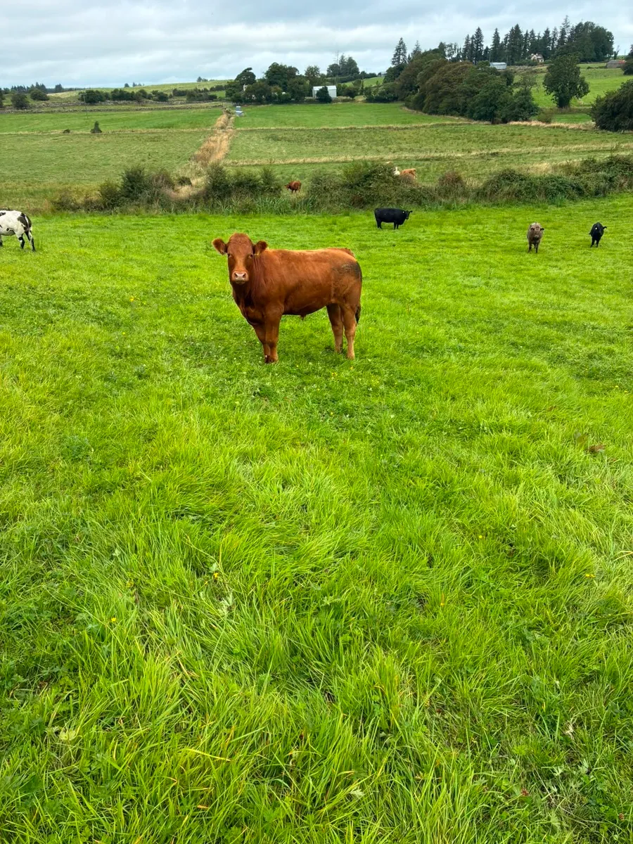 Organic Bullocks Elphin Mart - Image 4
