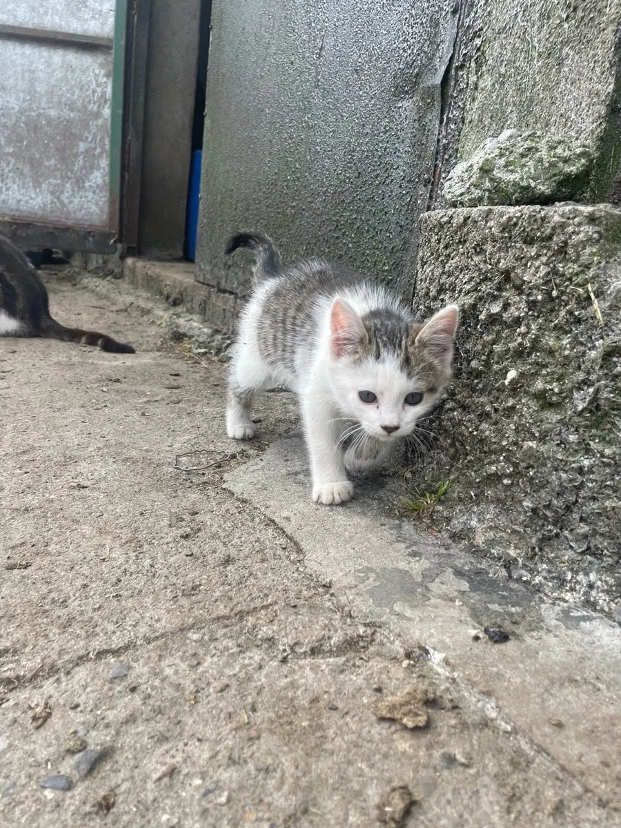 5 kittens - Image 1
