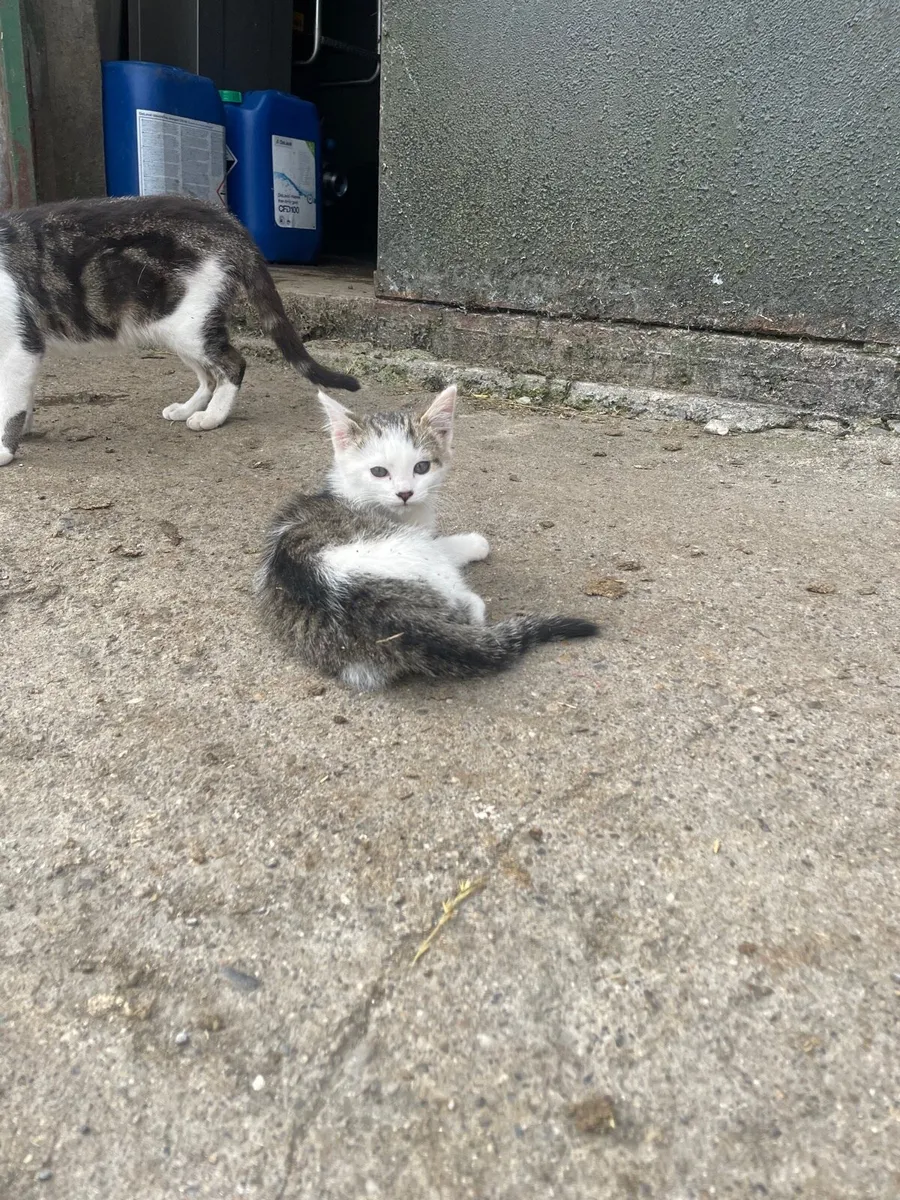 5 kittens - Image 2