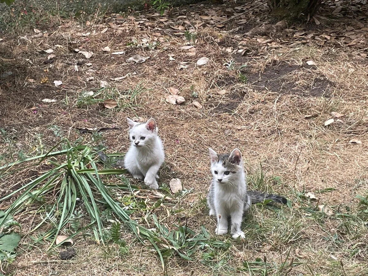 5 kittens - Image 3