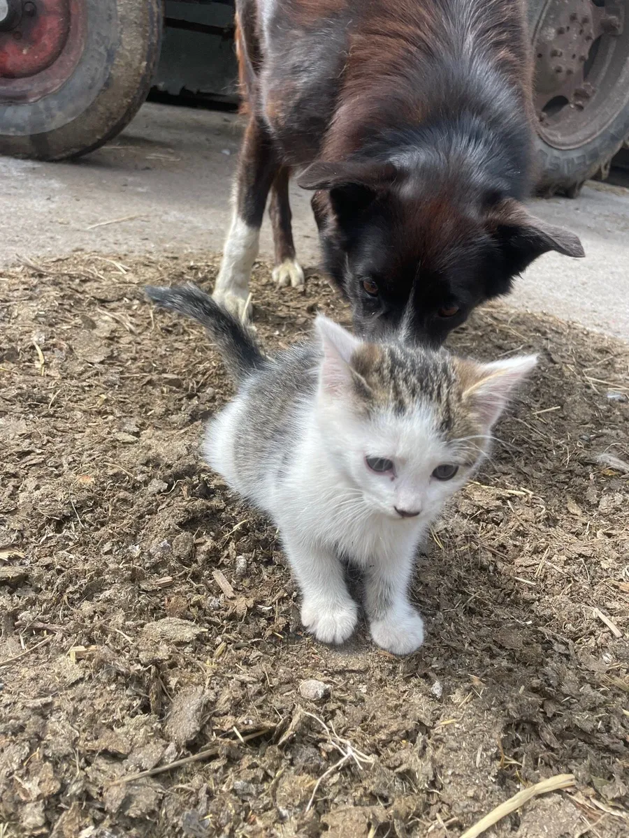 5 kittens - Image 4