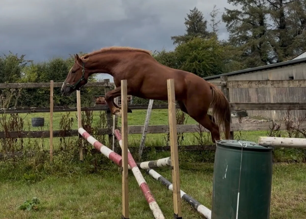 Irish Draught Gelding - Image 2