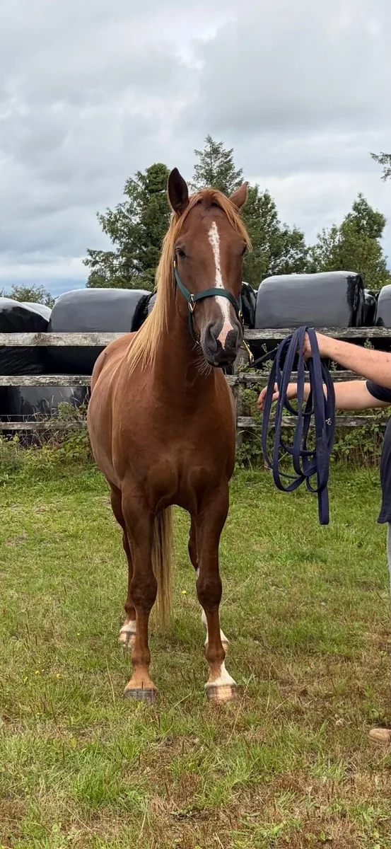 Irish Draught Gelding - Image 4