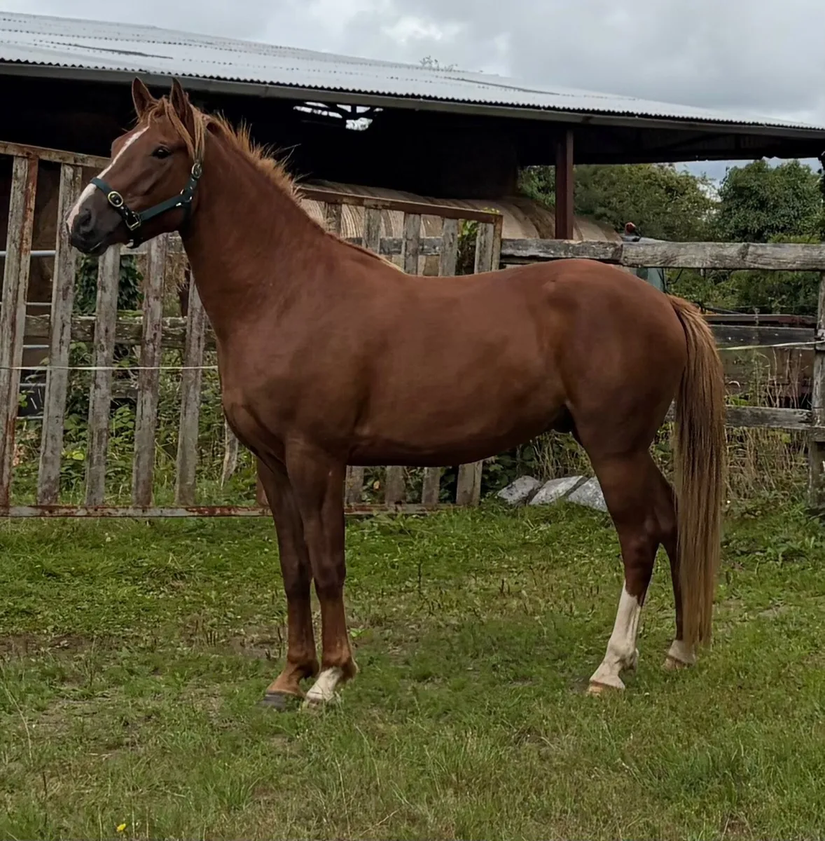 Irish Draught Gelding - Image 1