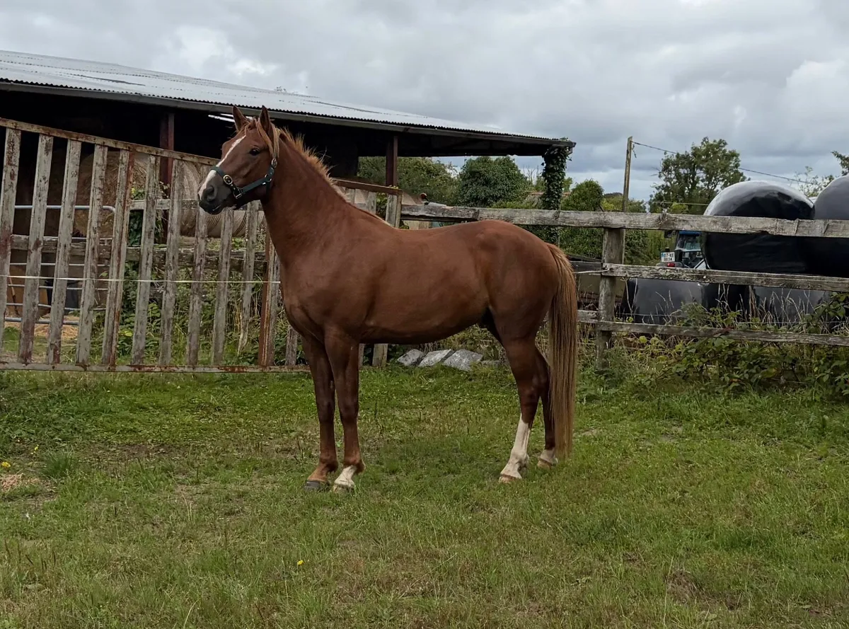 Irish Draught Gelding - Image 3