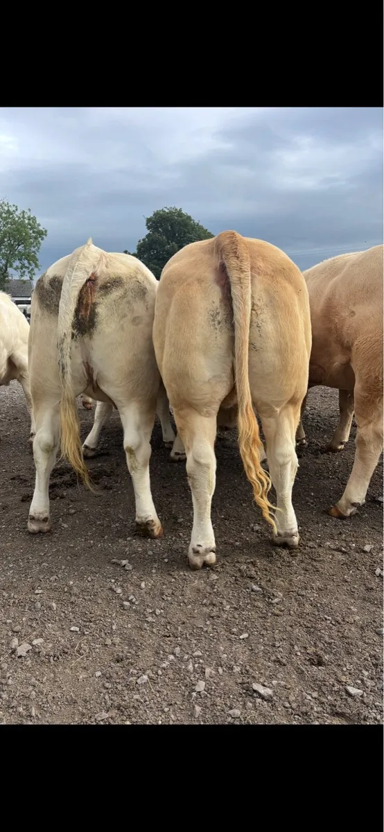 14 strong U+ and E grade  Charolais heifers - Image 3