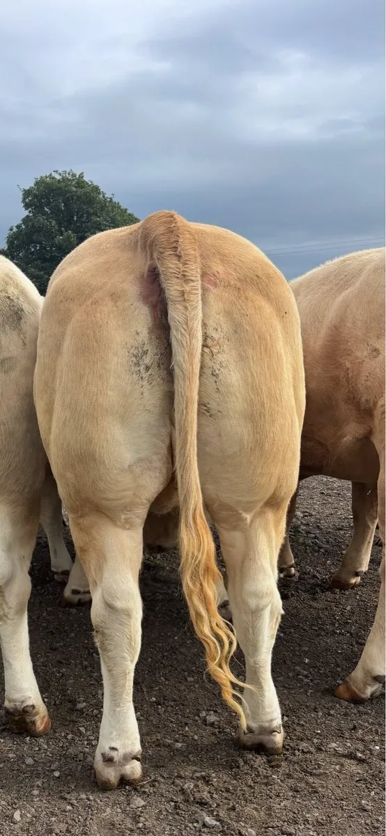 14 strong U+ and E grade  Charolais heifers - Image 4