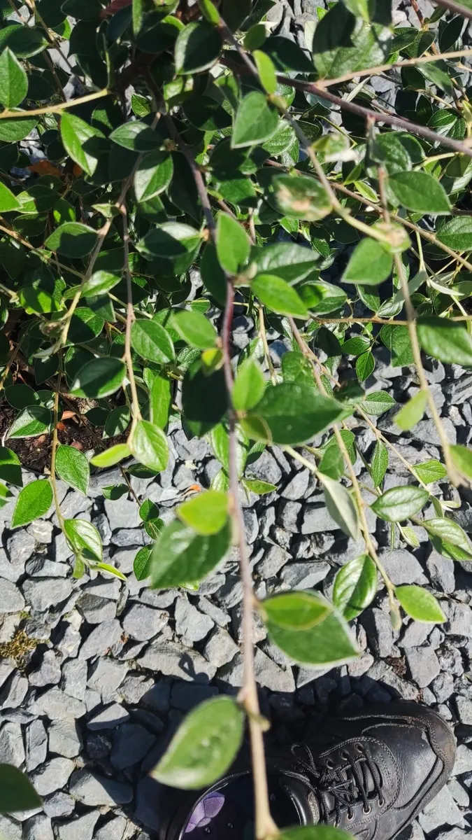 Corral Berry Hedging 3 litre pot just 5 euro - Image 2