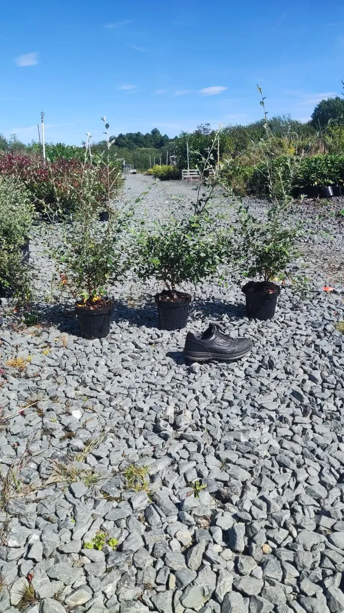Corral Berry Hedging 3 litre pot just 5 euro - Image 1