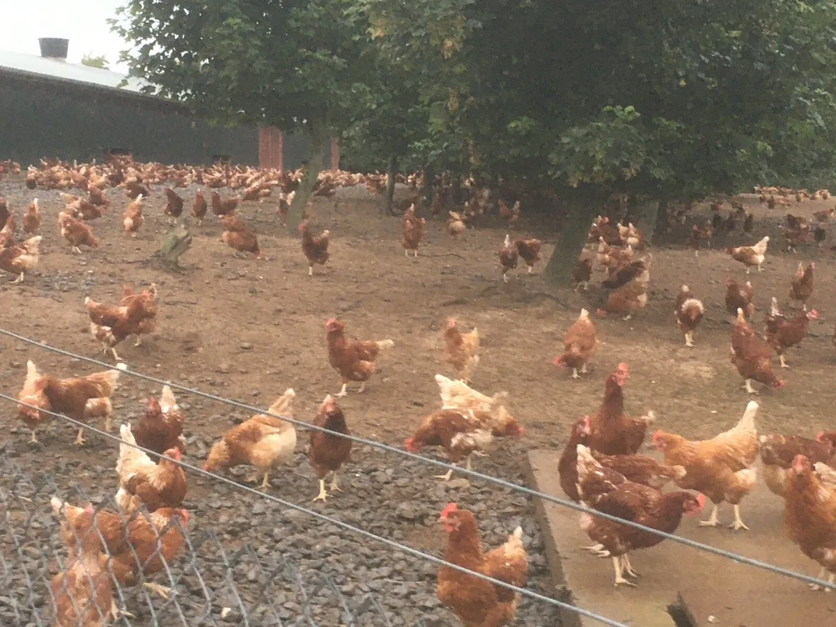 1 year old free range hens - Image 2