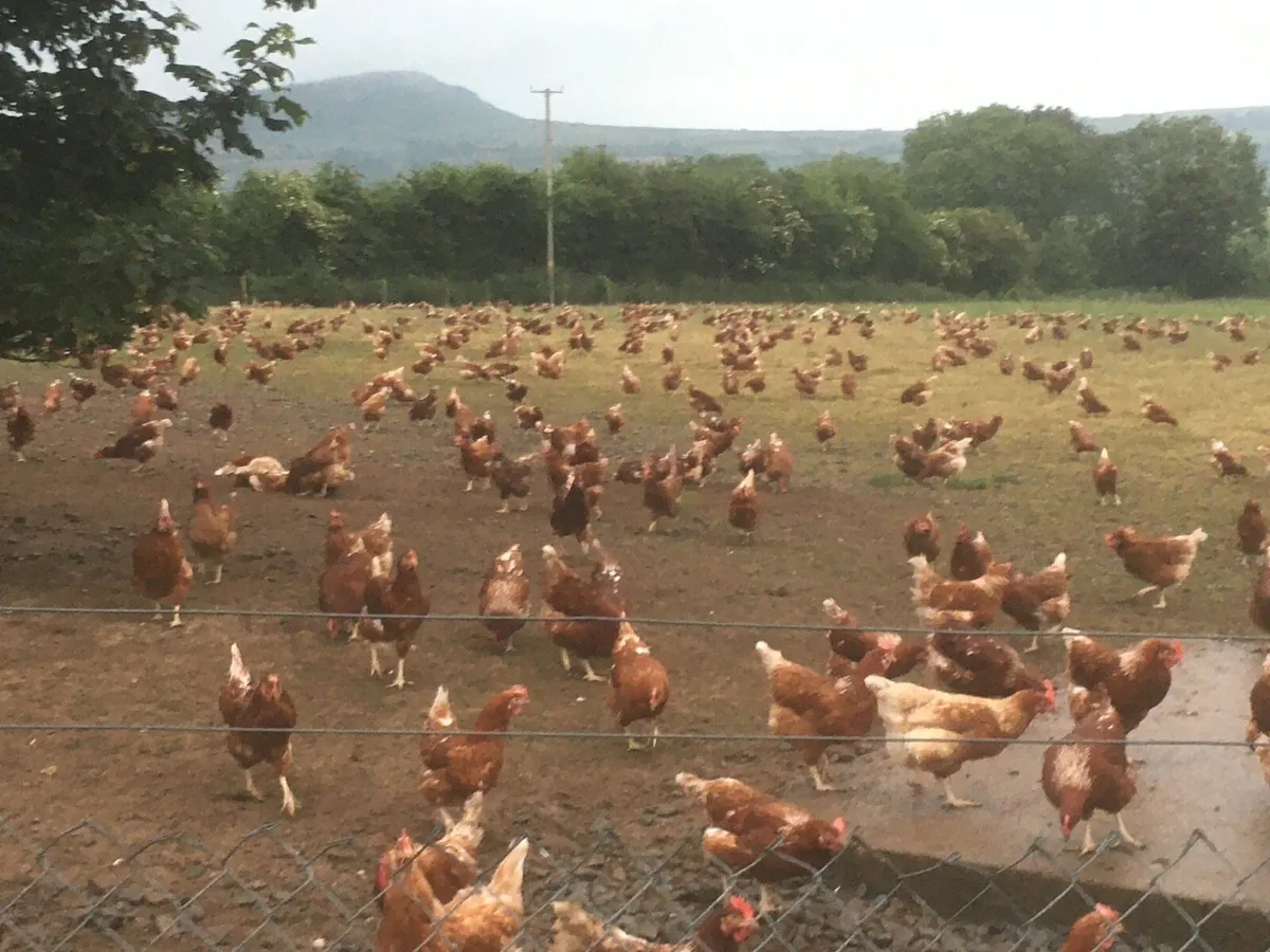 1 year old free range hens - Image 3