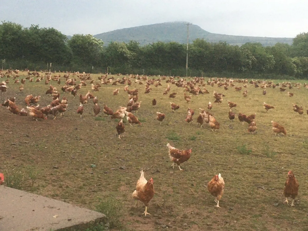 1 year old free range hens - Image 4
