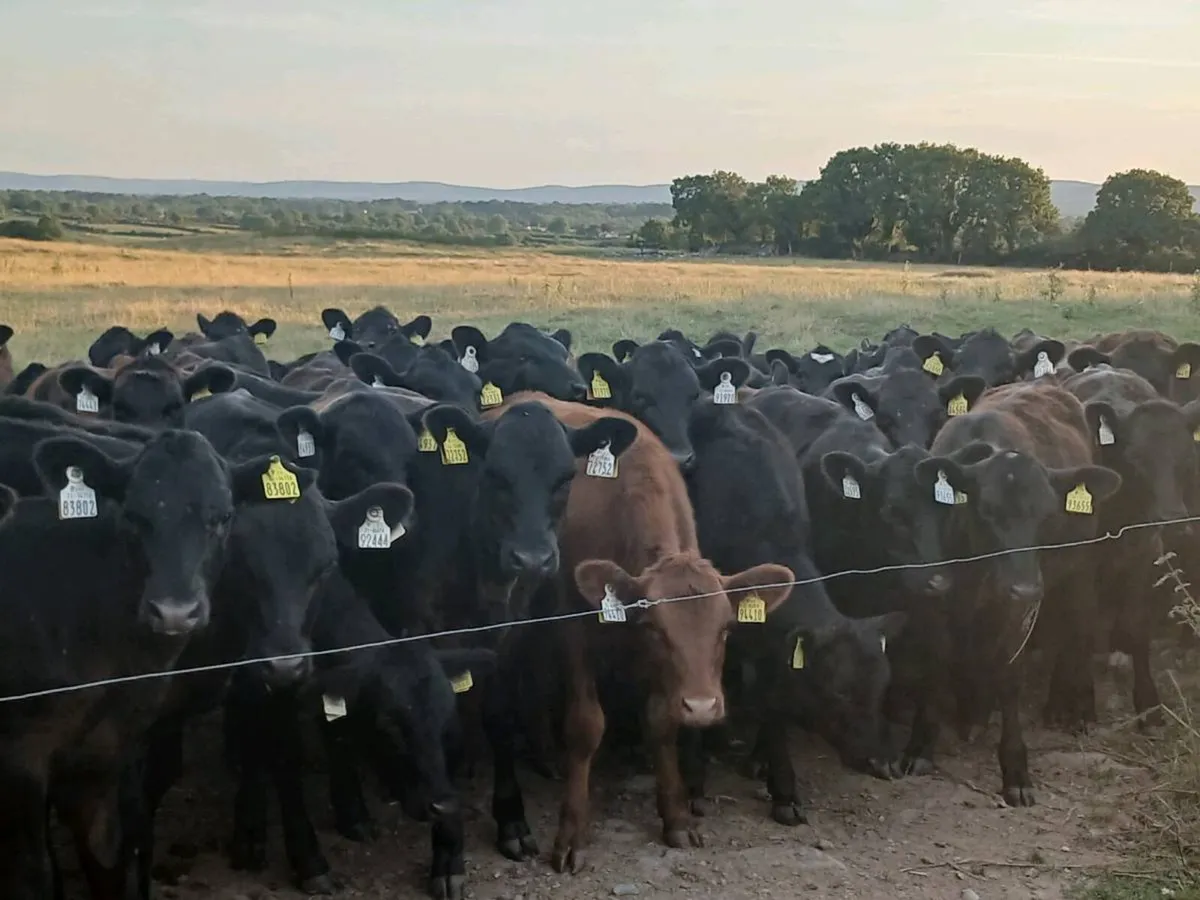 42 ABERDEEN ANGUS HEIFER WEANLINGS - Image 1
