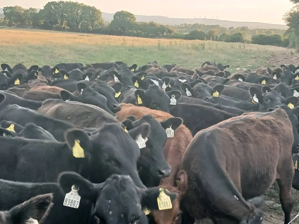 42 ABERDEEN ANGUS HEIFER WEANLINGS - Image 2