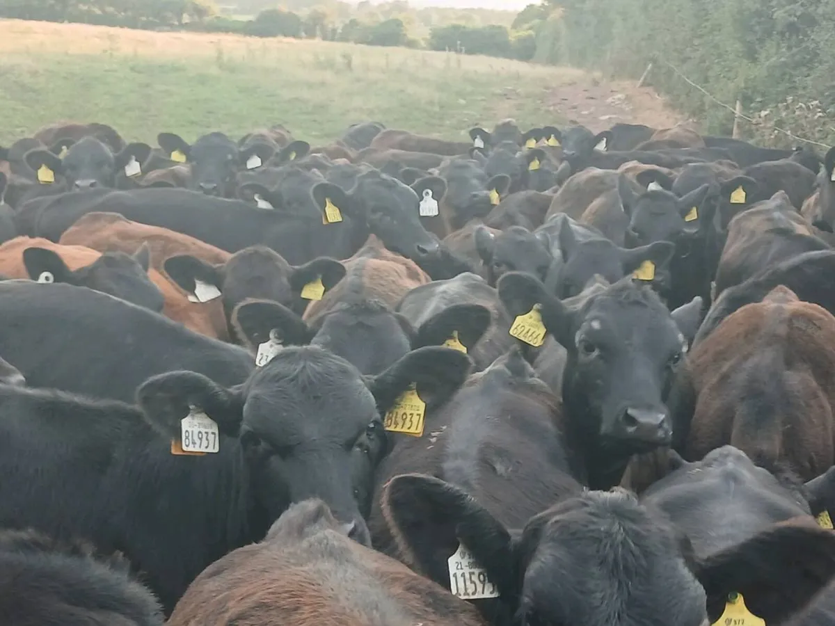 42 ABERDEEN ANGUS HEIFER WEANLINGS - Image 3
