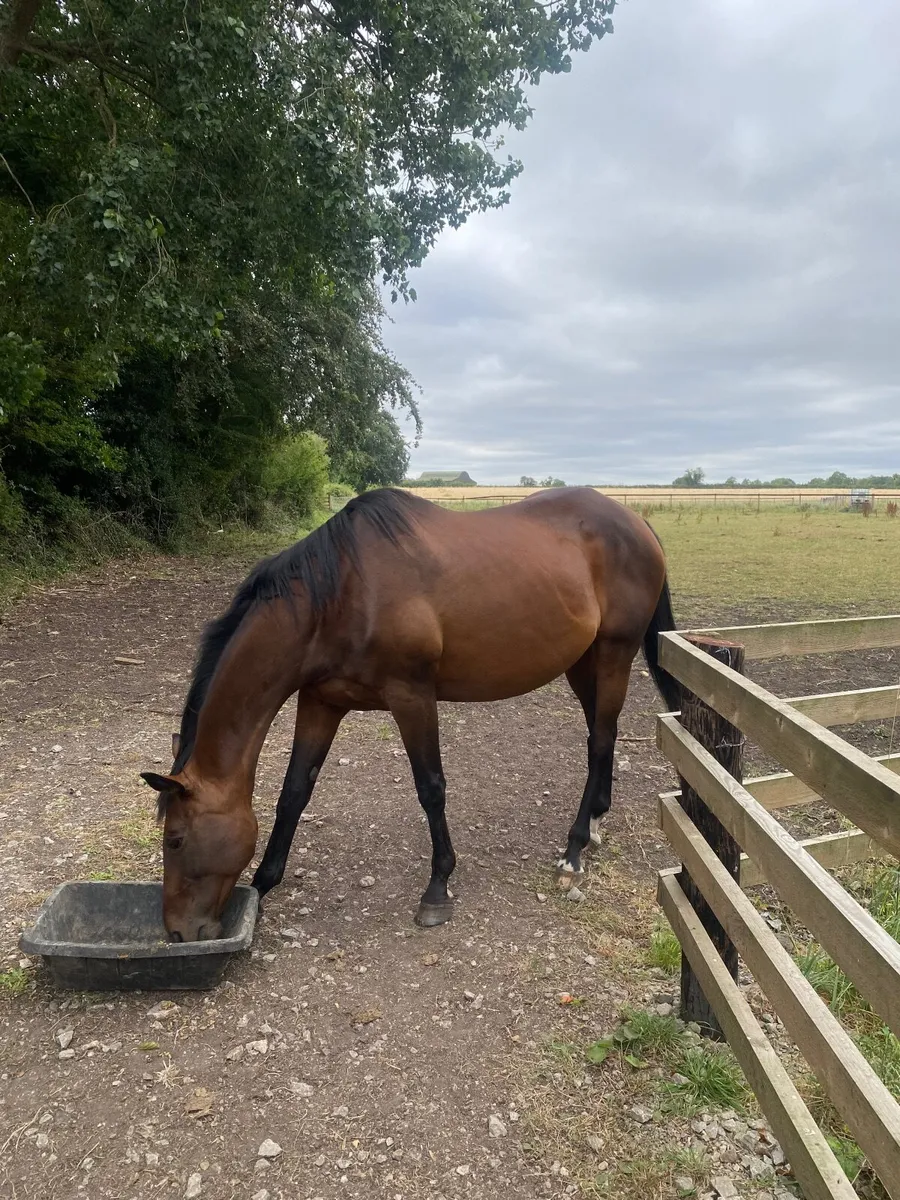 Thoroughbred horse - Image 3