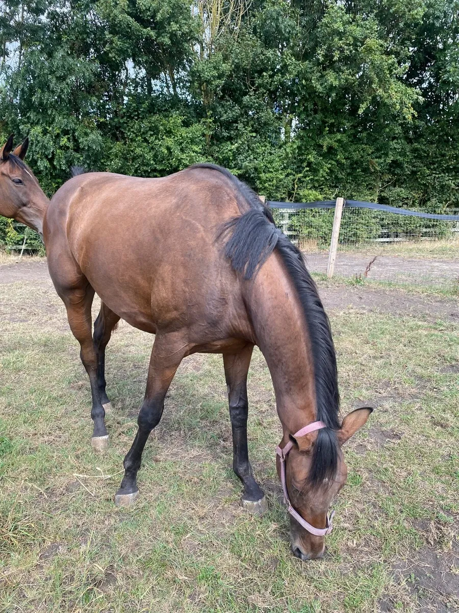 Thoroughbred horse - Image 4