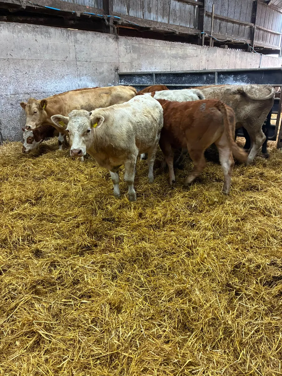 Lim and Charolais bullocks - Image 4