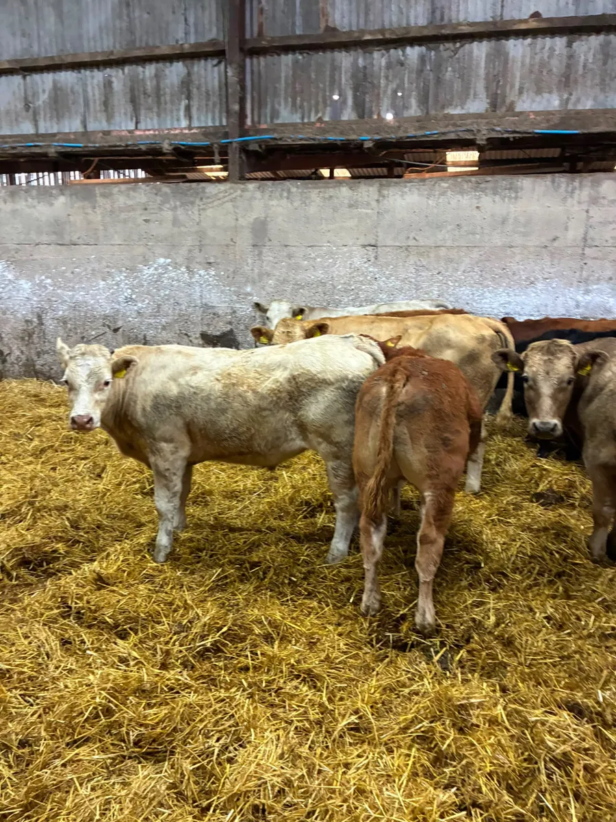 Lim and Charolais bullocks - Image 1
