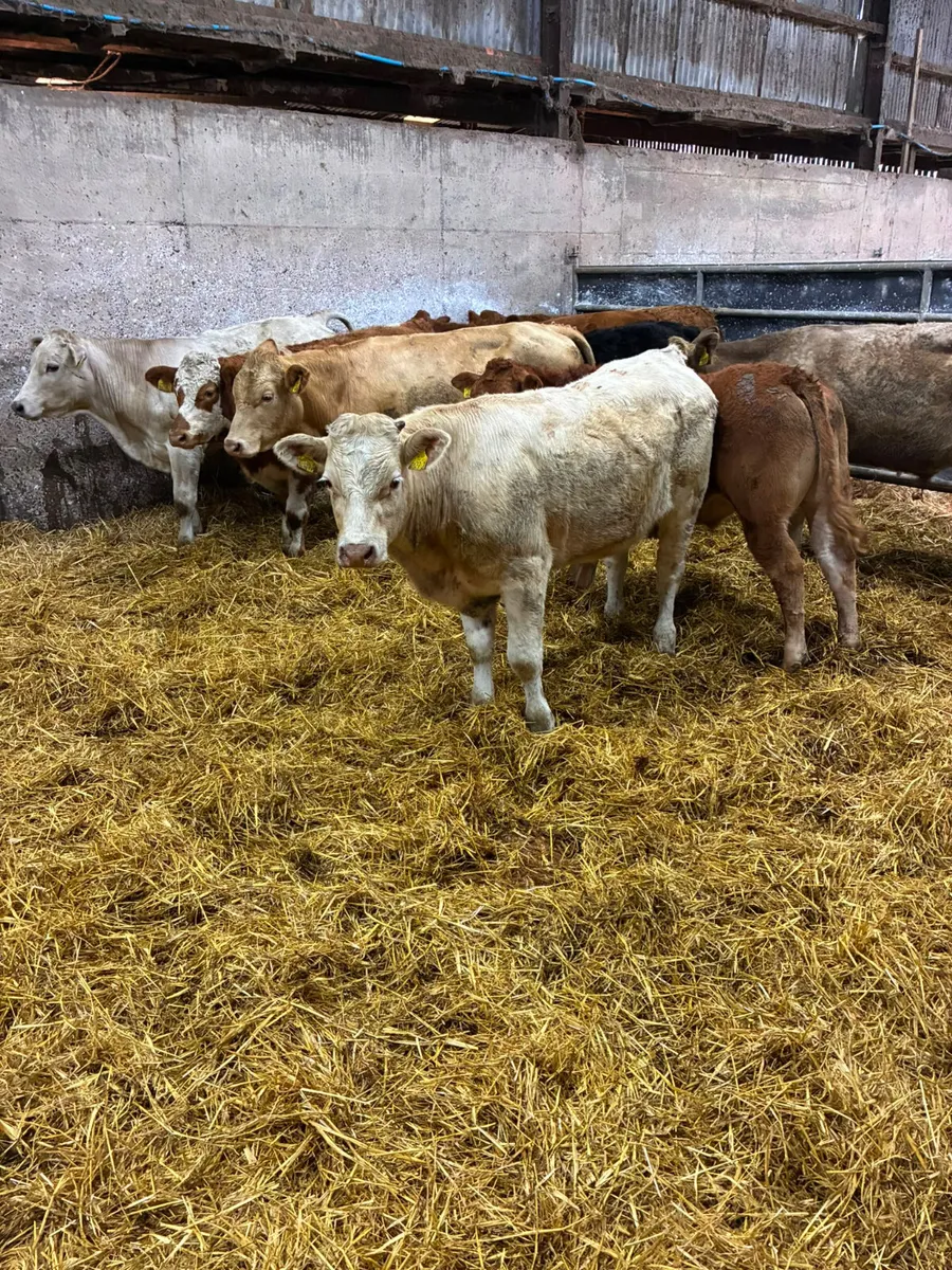 Lim and Charolais bullocks - Image 2