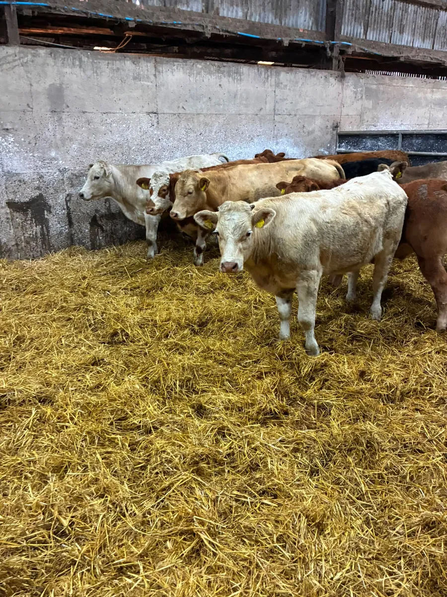 Lim and Charolais bullocks - Image 3