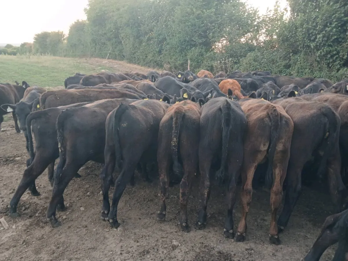 42 ABERDEEN ANGUS HEIFER WEANLINGS - Image 4