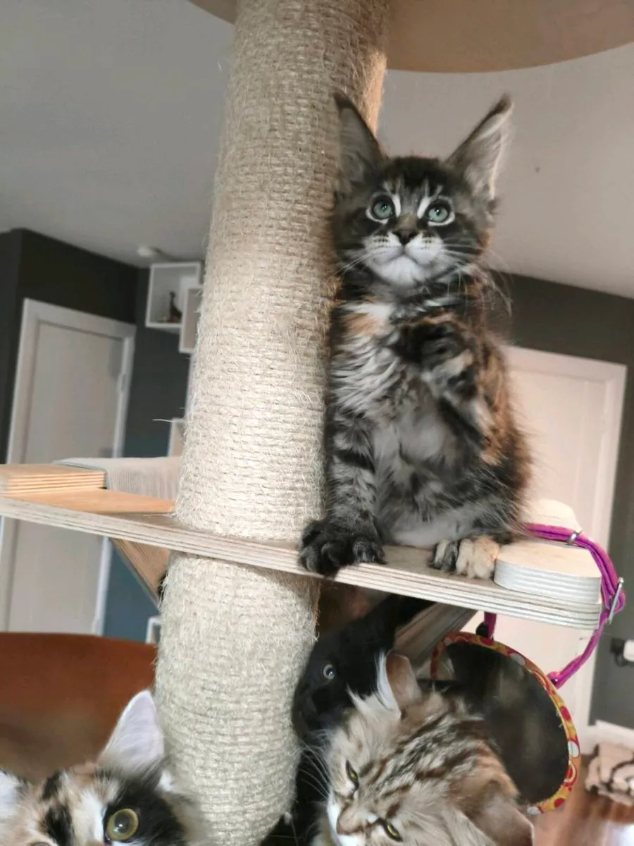 TICA registered polydactyl Maine coon (reserved) - Image 4