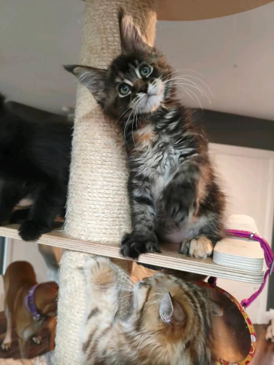 TICA registered polydactyl Maine coon (reserved) - Image 2