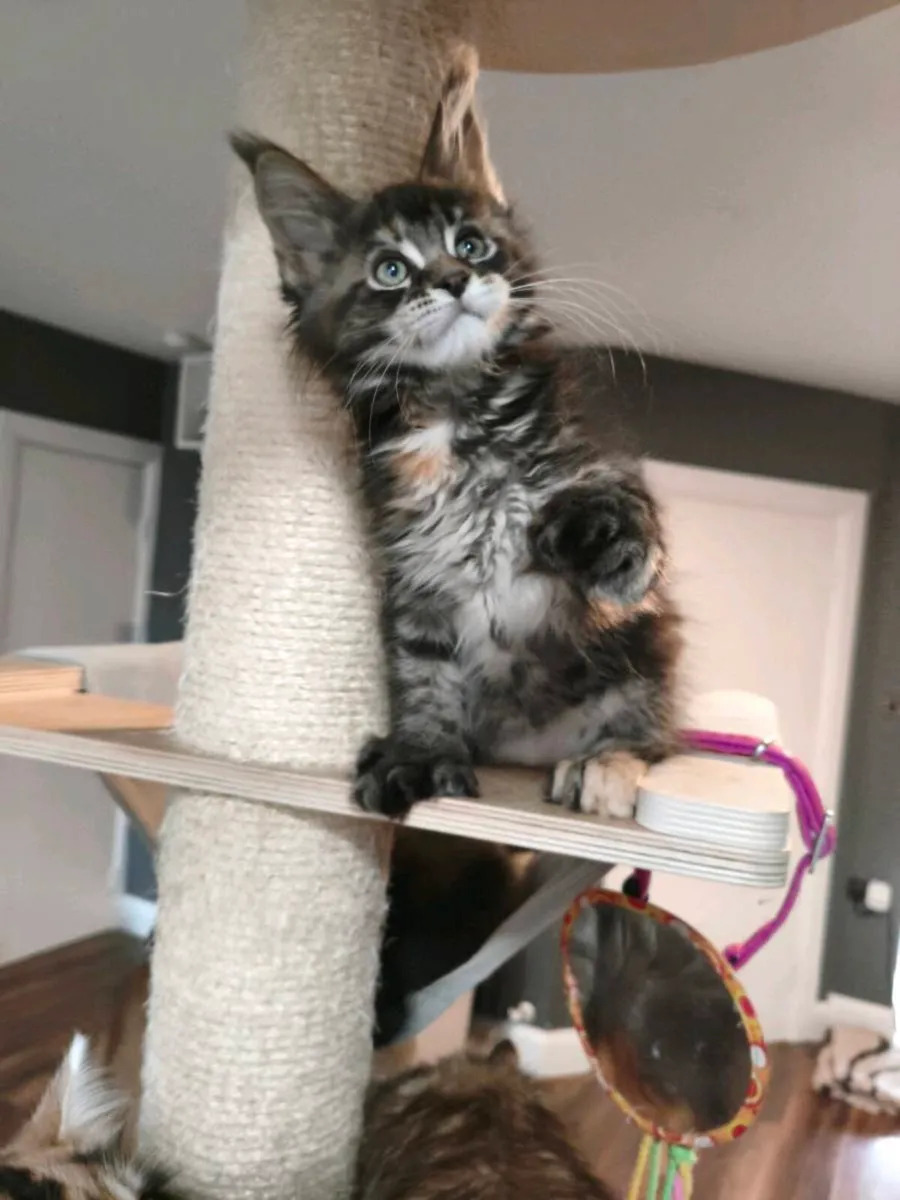 TICA registered polydactyl Maine coon (reserved) - Image 1
