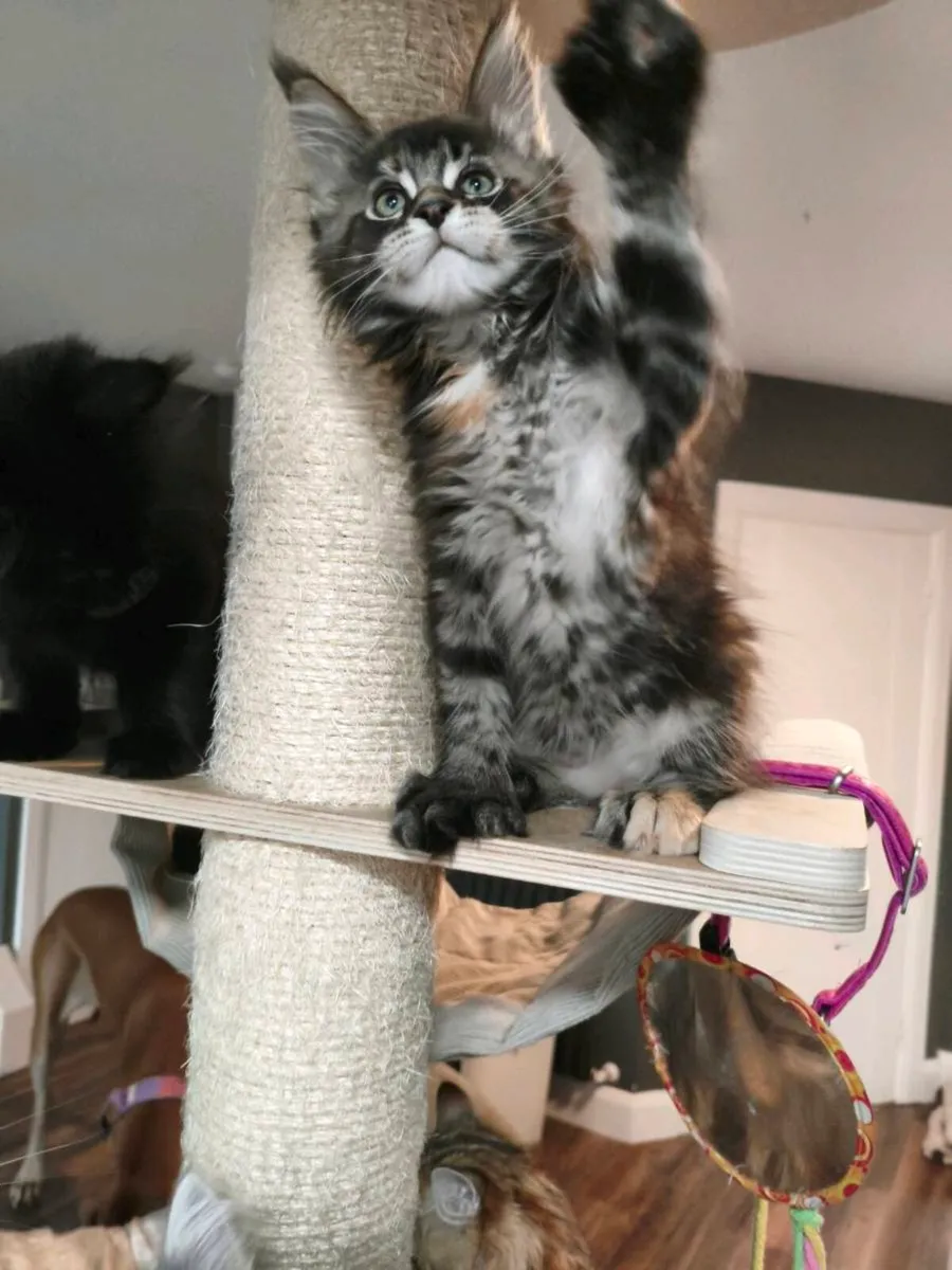 TICA registered polydactyl Maine coon (reserved) - Image 3