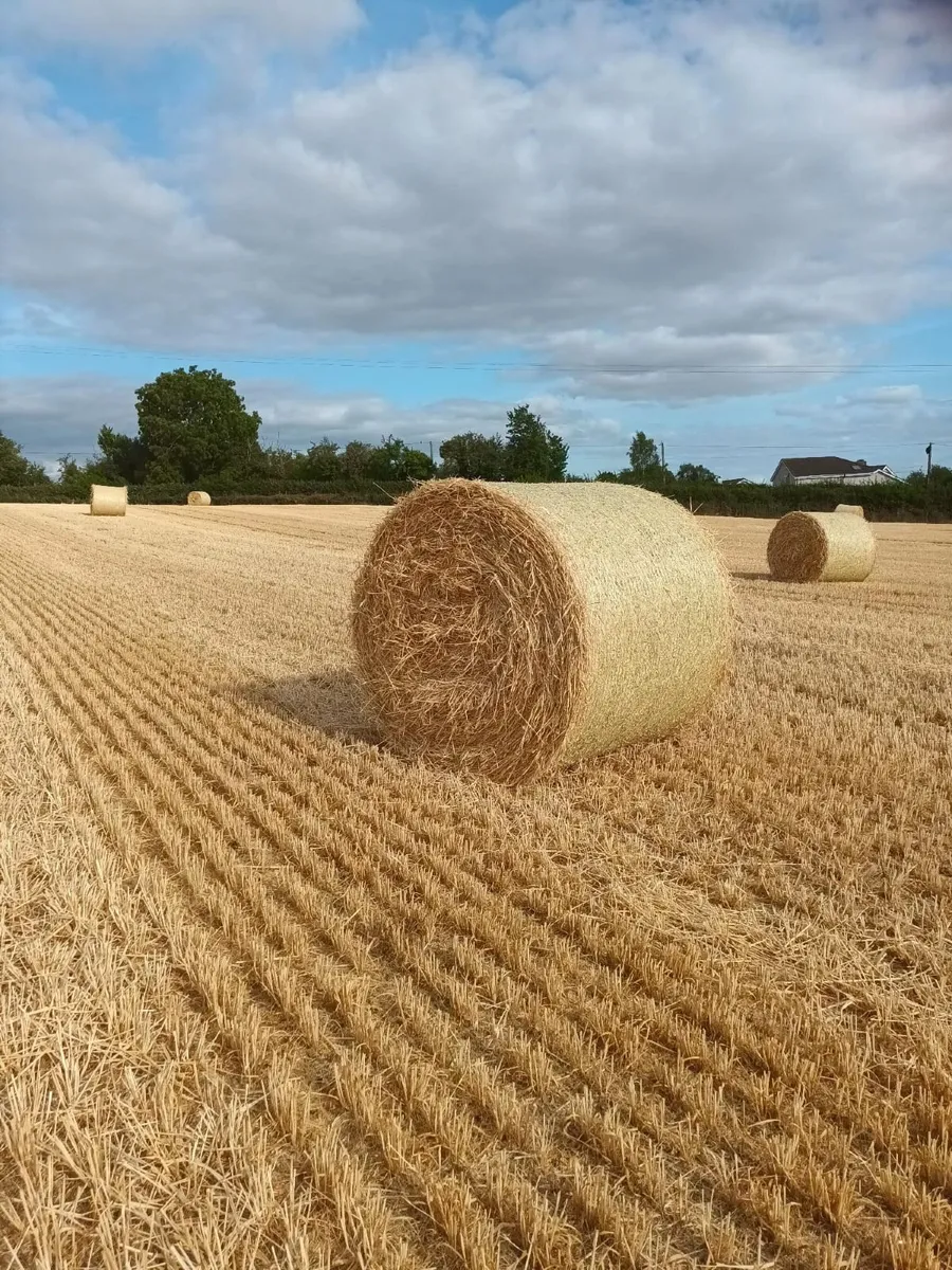 Barley Straw Round Bales - Image 3