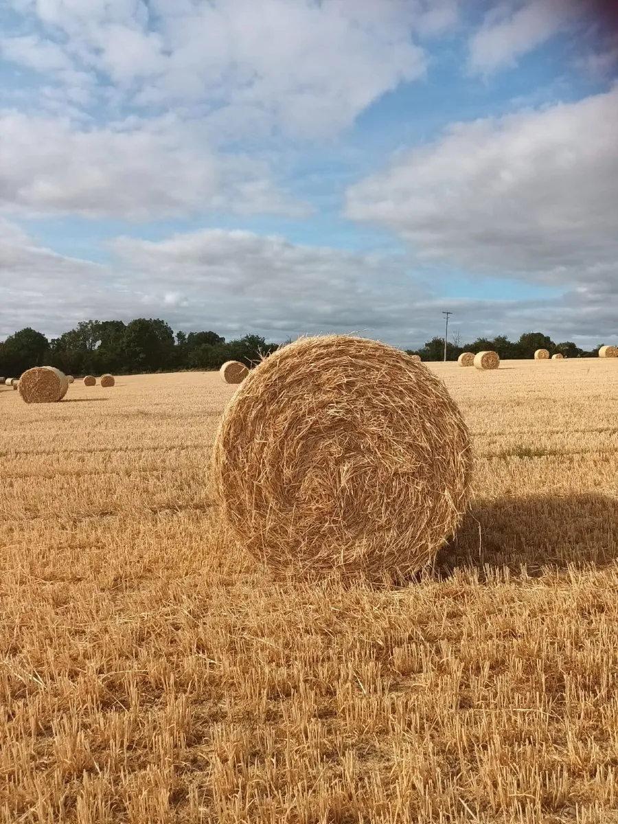 Barley Straw Round Bales - Image 4