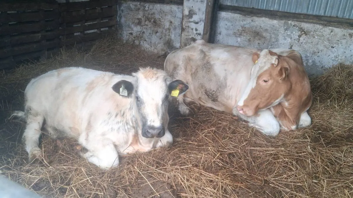 Cow and calf - Image 2