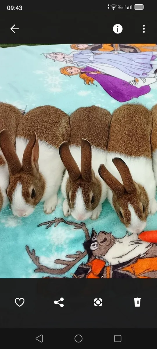 Dutch Rabbits - Image 2