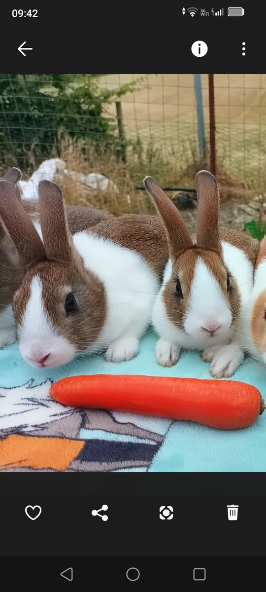 Dutch Rabbits - Image 1