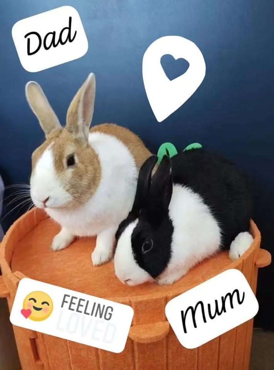 Dutch Rabbits - Image 3