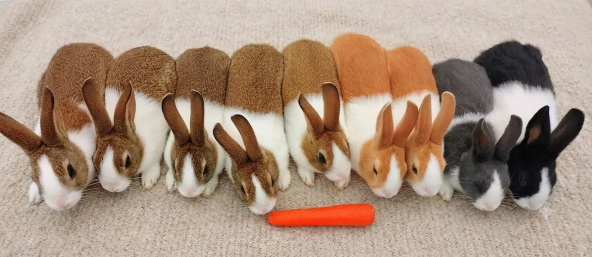 Dutch Rabbits - Image 4