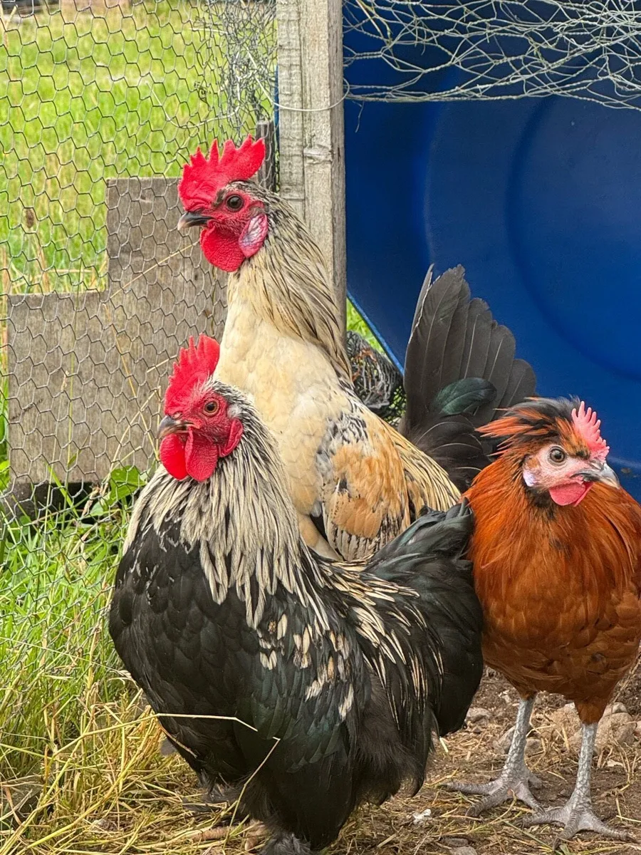 Pekin/Silkies/Bantams - Image 3