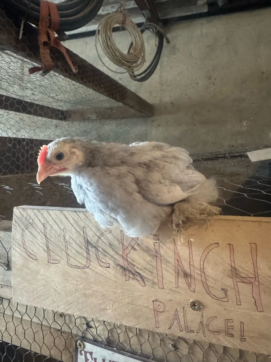 Pekin/Silkies/Bantams - Image 1
