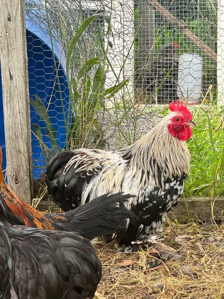 Pekin/Silkies/Bantams - Image 2