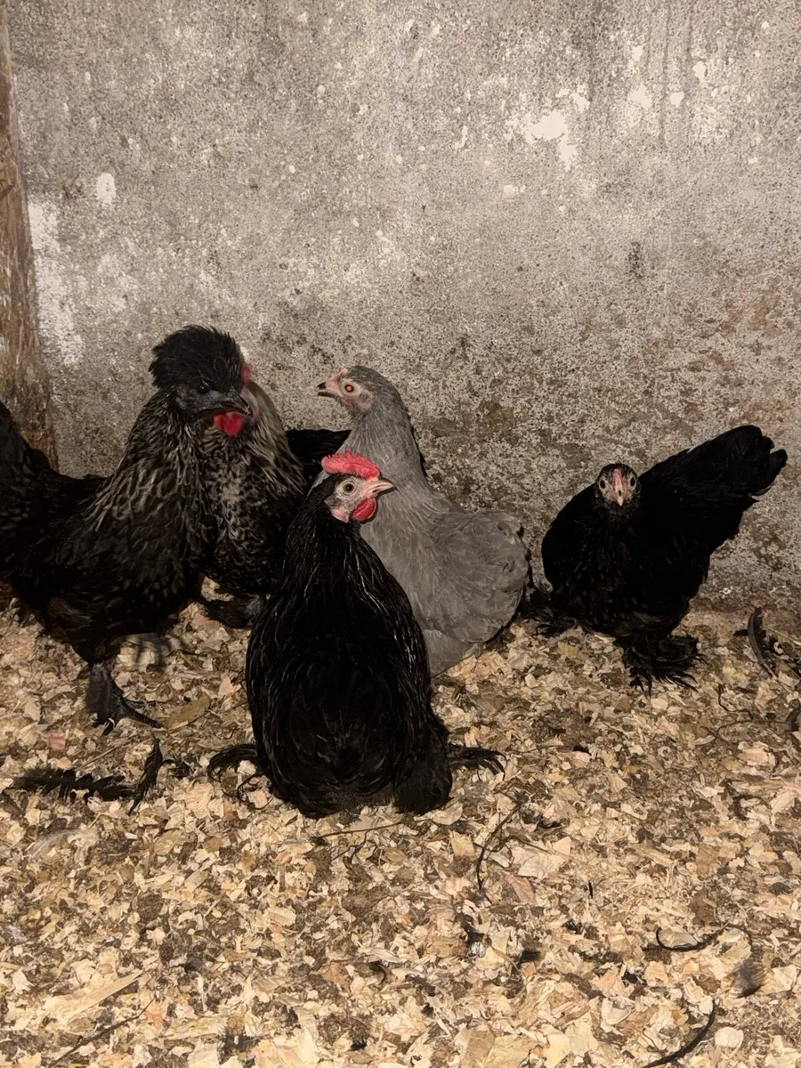 Pekin/Silkies/Bantams - Image 4