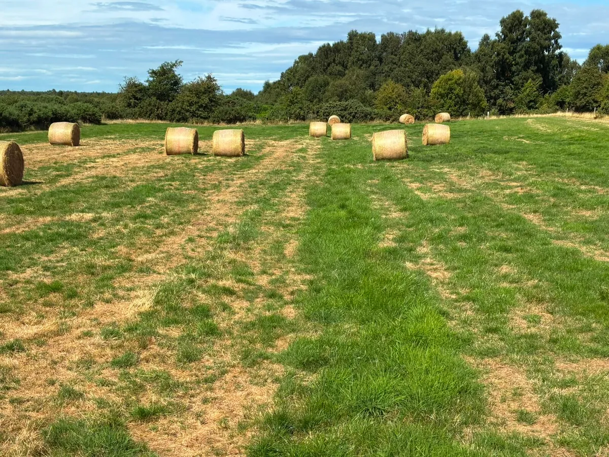 Hay for Sale - Image 2