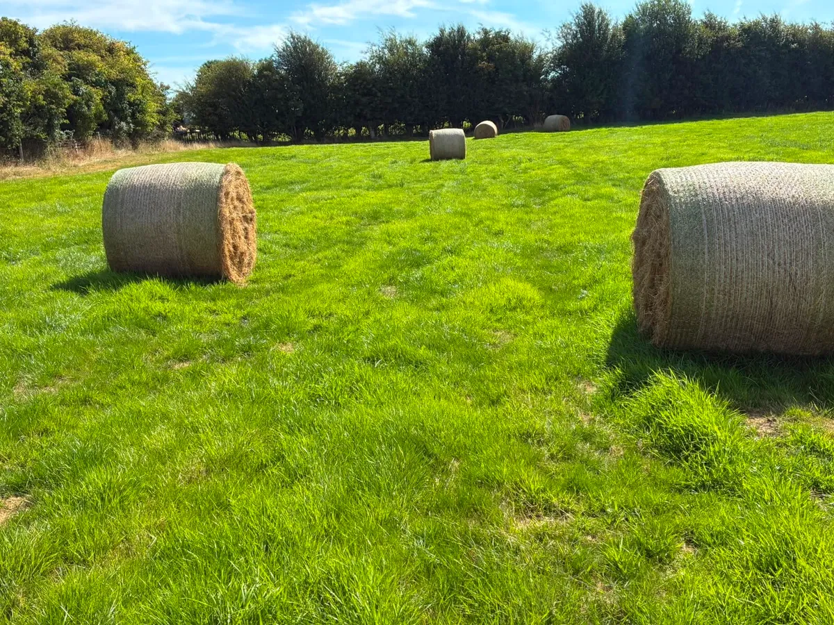 Hay for Sale - Image 4