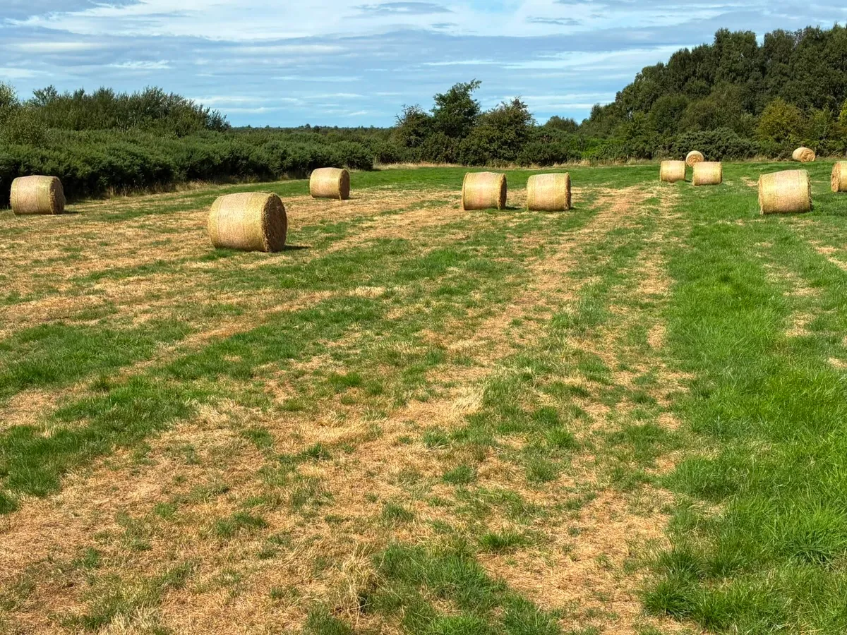 Hay for Sale - Image 3